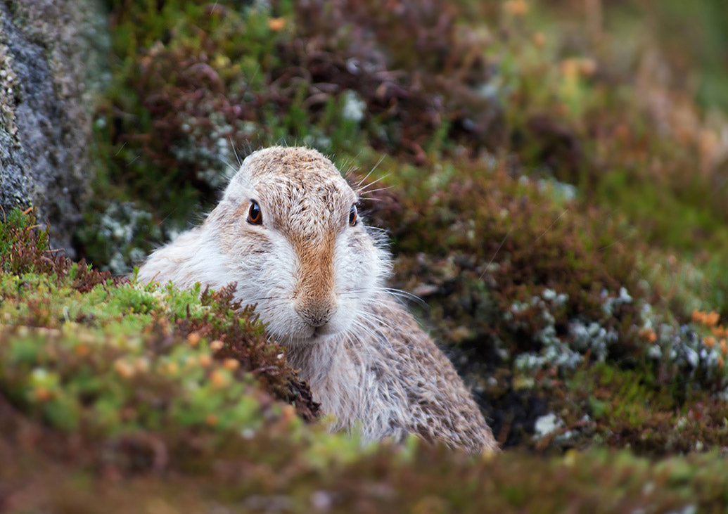 UK Wildlife Desk Calendar
