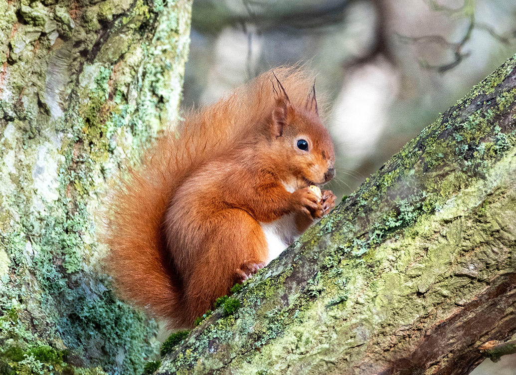 UK Wildlife Desk Calendar