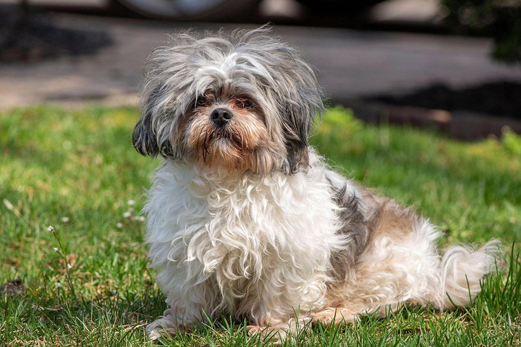 Dog Companions Wall Calendar