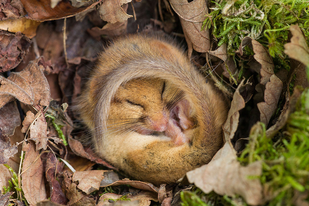 UK Wildlife Desk Calendar