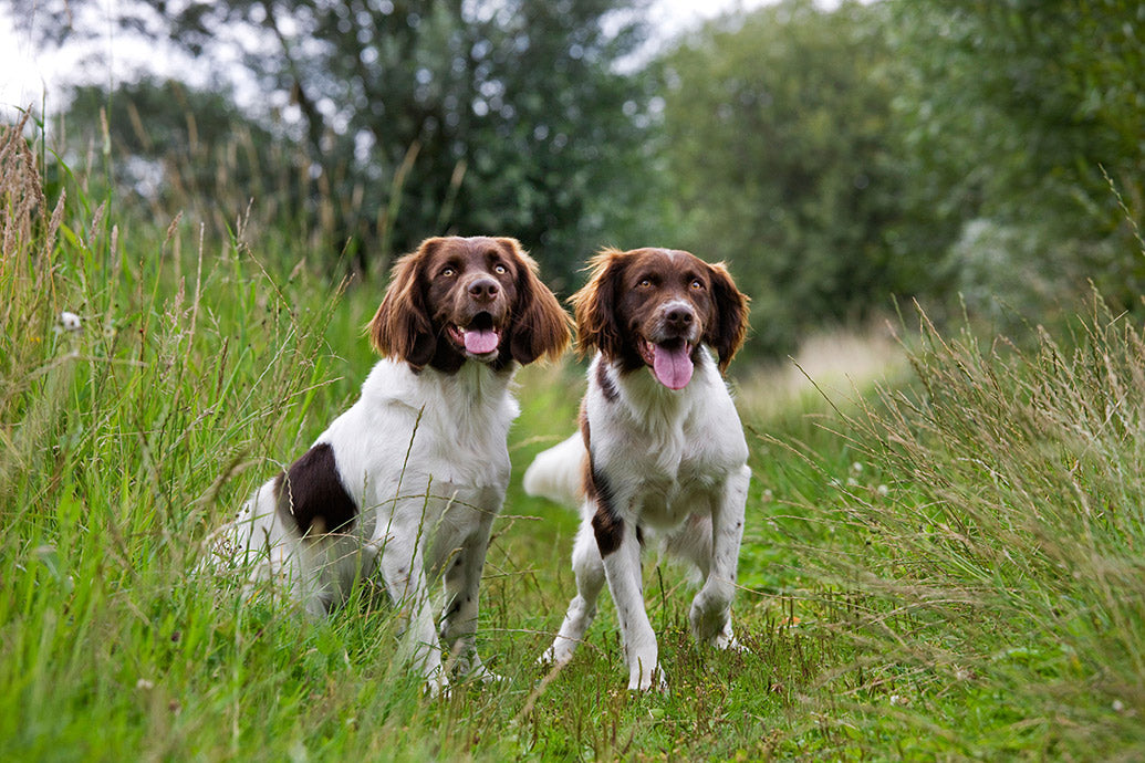 Dog Companions Desk Calendar