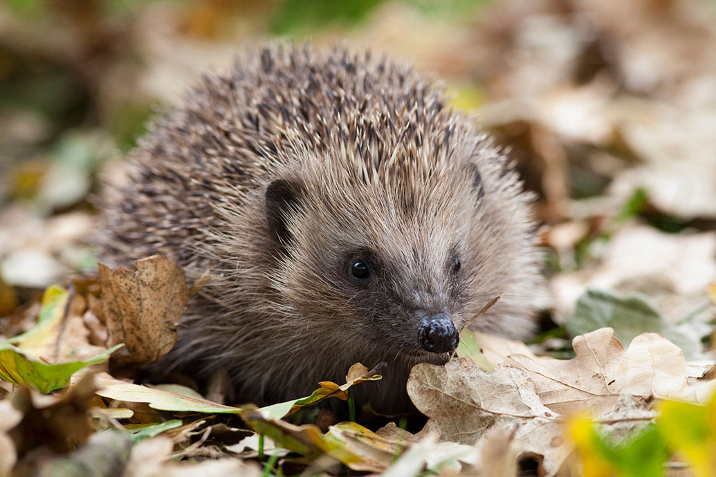 UK Wildlife Desk Calendar