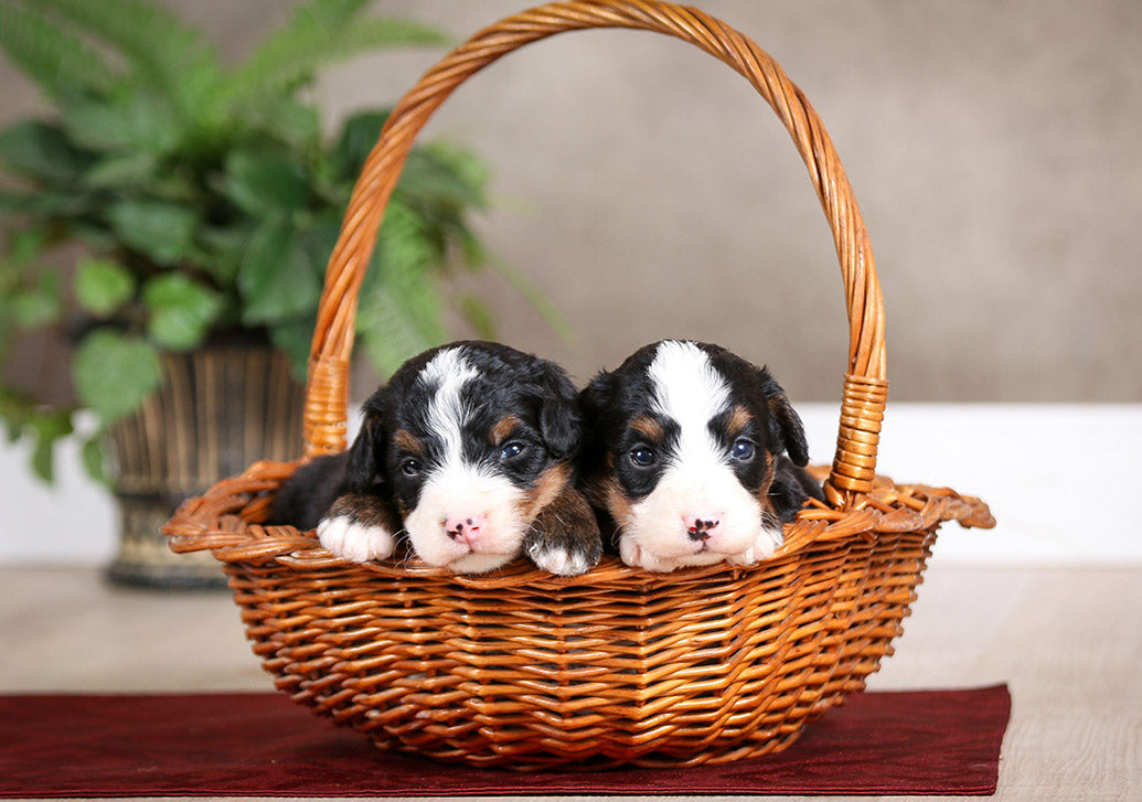 Dog Companions Desk Calendar