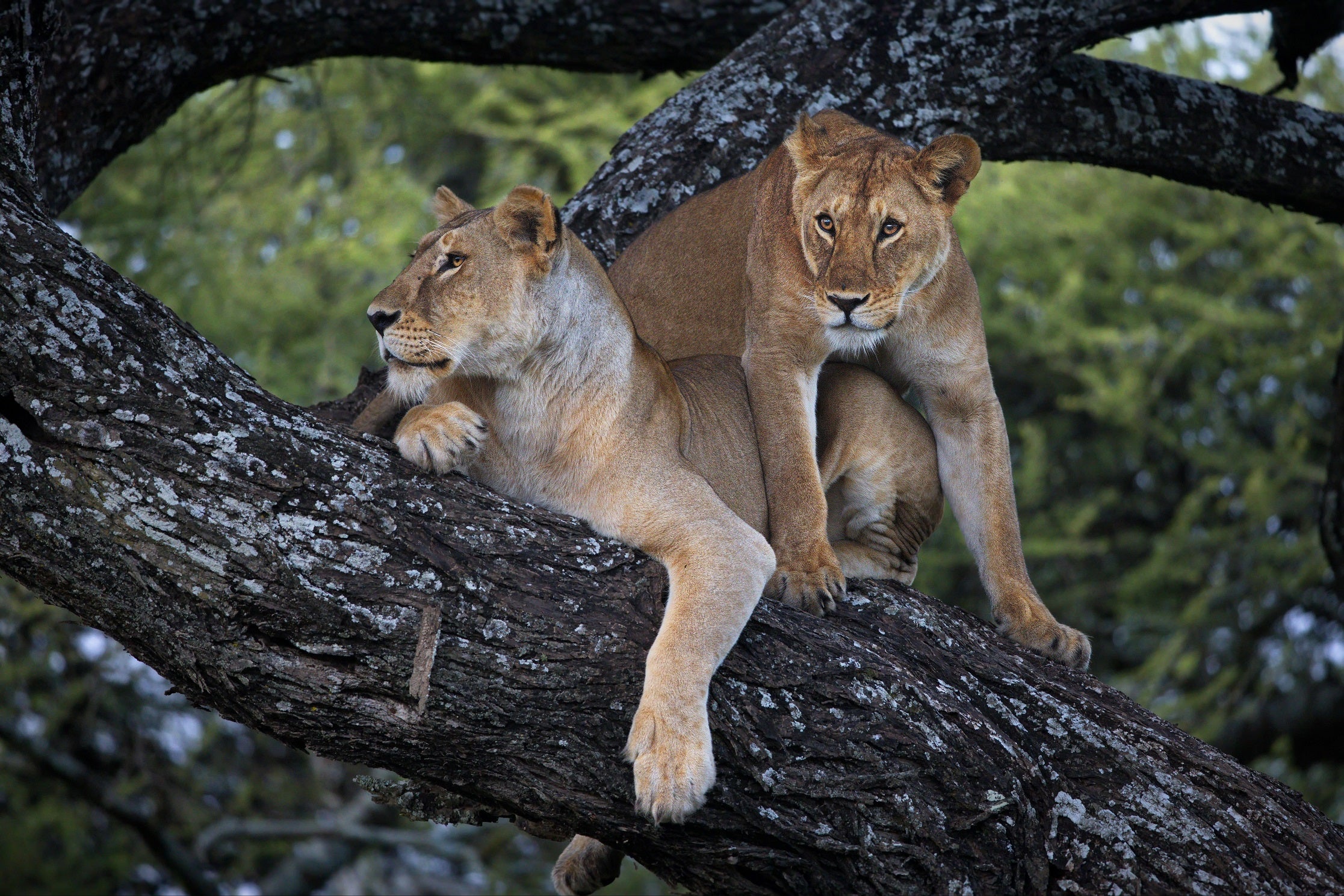 Wildlife Earth Wall Calendar