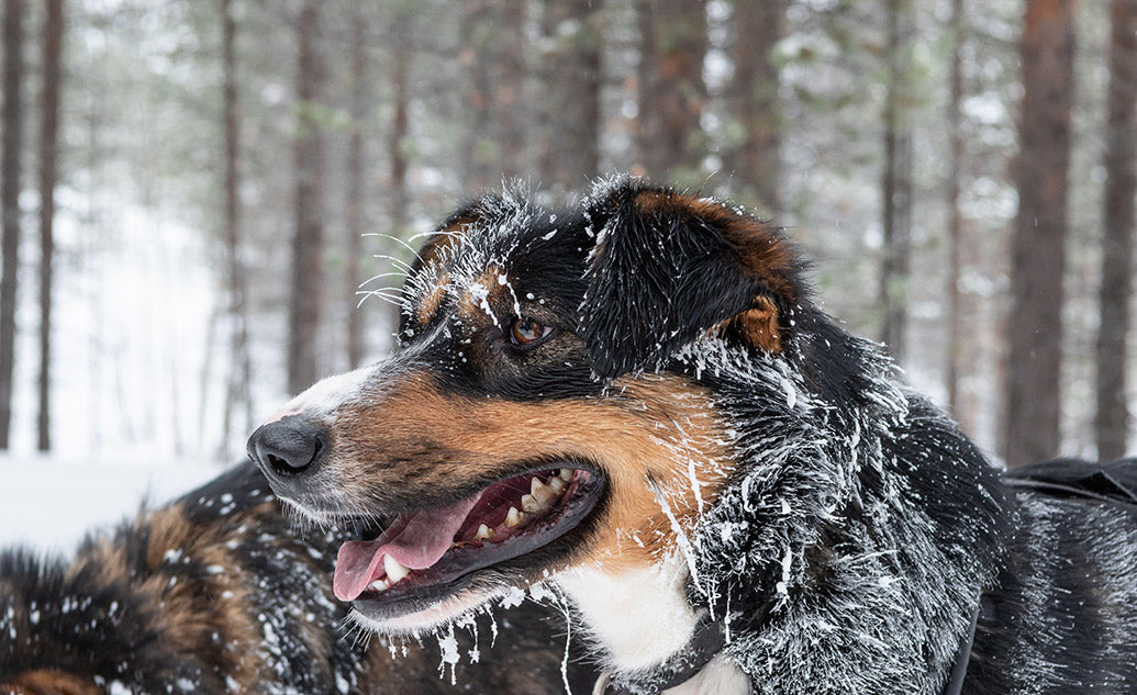 Dog Companions Desk Calendar