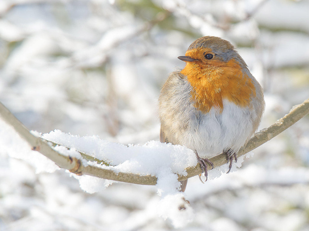 UK Wildlife Desk Calendar