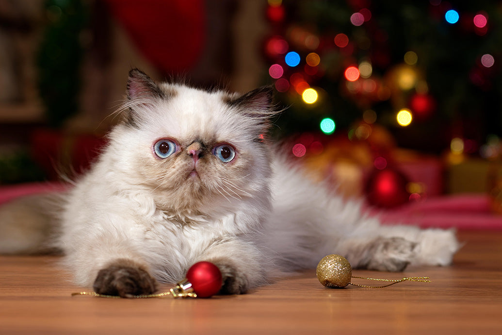 Kittens, Furry Friends Wall Calendar